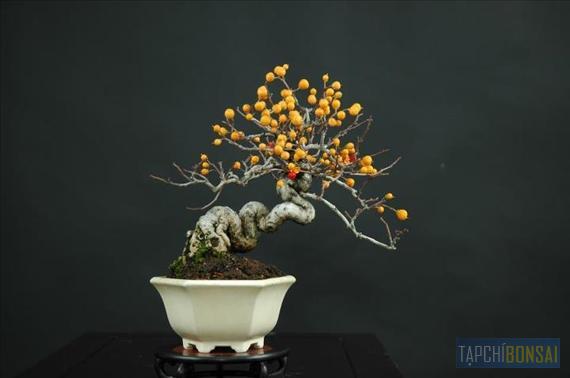 Bonsai, cây cảnh nghệ thuật, cay canh nghe thuat, cây thế, cay the, triển lãm cây cảnh nghệ thuật, trien lam cay canh nghe thuat